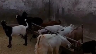 گزارش تصویری از انجام قربانی‌های اهدایی به مناسبت روز عید قربان (۱۴۰۵/۰۳/۰۶)