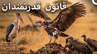 آیا کرکس ها فقط لاشه می خورند؟