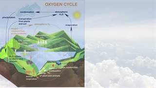 Oxygen cycle