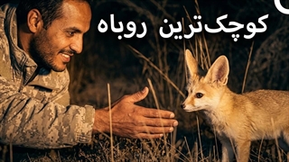 چرا پیدا کردن این روباه این قدر سخت است؟