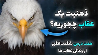 هفت درس شگفت_انگیز زندگی که از عقاب ها برداشت کردم