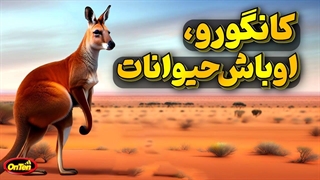 کانگورو قهرمان کیک بوکسینگ، کشتی و بدنسازی