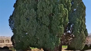 سرو کهنسال ابرکوه