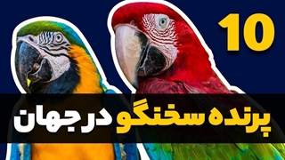 10 تا از بهترین پرنده های سخنگو در جهان
