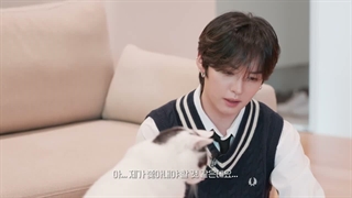 برنامه Life with cats با لینو STRAY KIDS با زیرنویس فارسی آنلاین♡♡کپ