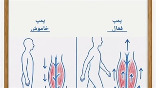 سیستم خون رسانی بدن، پمپاژ قلب، رگها و عضلات