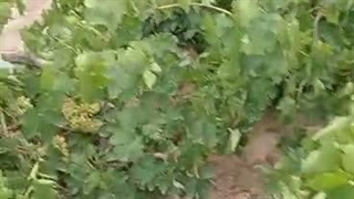 صادرات میوه