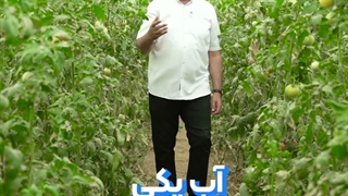 صفر تا صد پرورش ماهی تیلاپیا