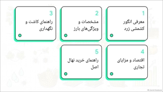 راهنمای جامع انگور کشمشی زرد