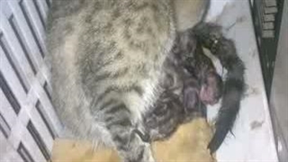 زایمان گربه ای که مادرزاد نابینا بود، چهارمین بچه گربه