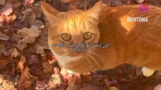 تا ابد پاییز مورد علاقم میمونه ☆