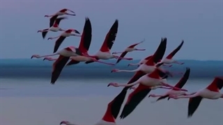 آرامش