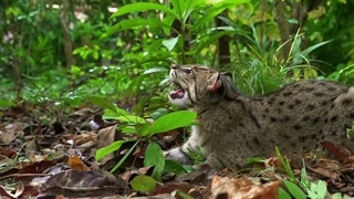 Thailand's Wild Cats 2021 مستند گربه های وحشی تایلند دوبله پارسی