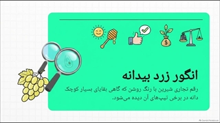 انگور زرد بیدانه چیست؟