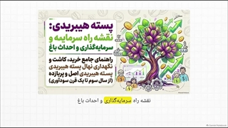معرفی نهال پسته رفسنجان