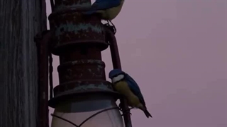 بازار خودفروشی