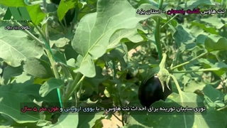 توری نت هاوس بادمجان در یزد 09111119290 | توری شید گلخانه تورینه بافت