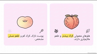 خرید نهال هلو انجیری عسلی| راهنمای کامل قیمت و کاشت