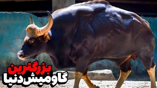 گائور غول عظیم الجچه ای که بسیاری آن را بزرگترین گاومیش وحشی دنیا میدانند