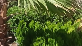 بهترین مجتمع گل و گیاه ایران