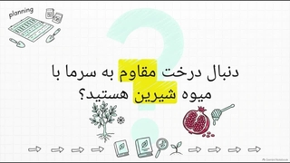 راهنمای کامل نهال انار ژله ای