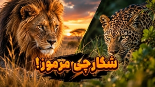 پلنگ؛ شکارچی مرموزی که حتی شیرها را غافلگیر می کند!