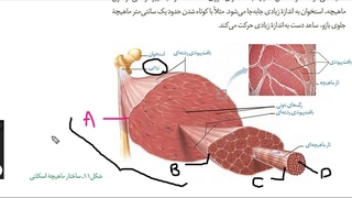 آموزش و حل تست 09149285452  زیست استاد غیاثی  @zisttestghiassi