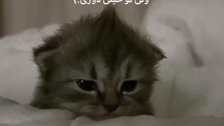ای بی خبر از حال بیمارم رفتی و خود را به که بسپارم .. (دلت خواست شعر توی کپ رو هم بخون ( •̀ ω •́ )✧)