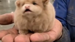 ☆