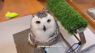 جغد بامزه