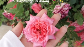 بهار ماه می