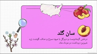 معرفی نهال شلیل سان گلد