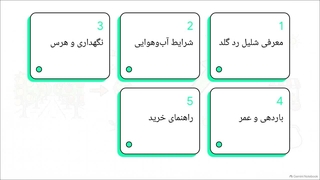 معرفی نهال شلیل رد گلد